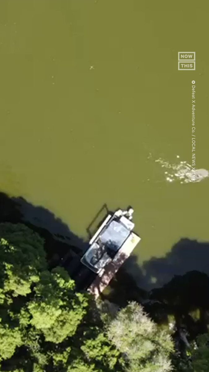 Drone Mostra O Momento Em Que Homem Atacado Por Jacar Em Lago Nos